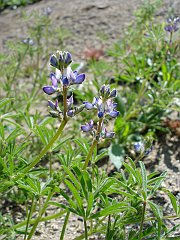 lupinus bicolor